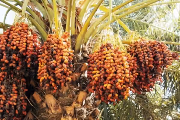 طالبان: سږ کال به د ننګرهار خرما د تېر کال په پرتله ډېر حاصل ورکړي