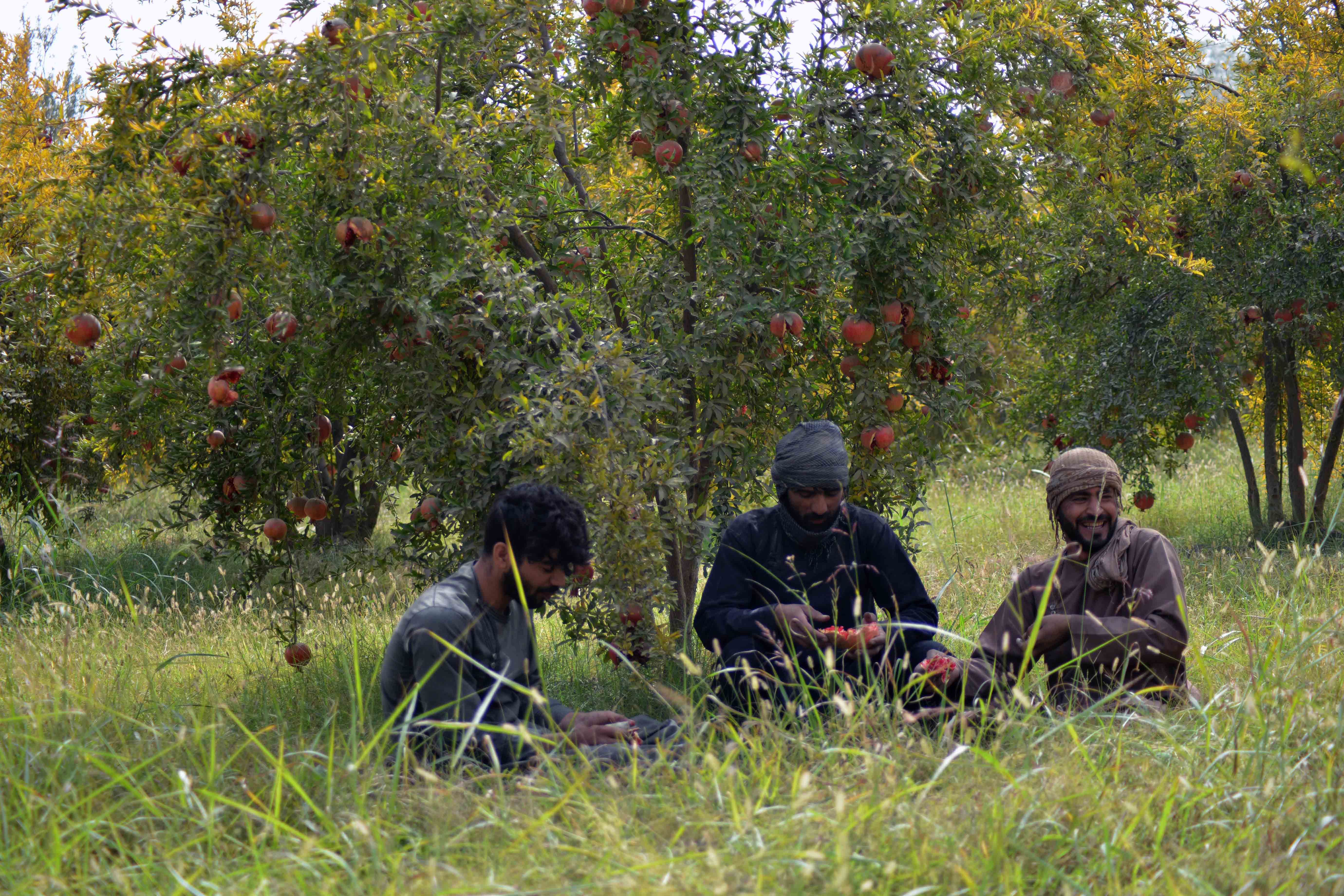 د سویلي ولایتونو کروندګر: حاصلات مو بازار نه لري او اکثره یې د ډېورنډ پر پوله خوسا کېږي