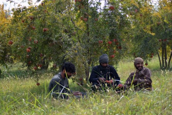 د سویلي ولایتونو کروندګر: حاصلات مو بازار نه لري او اکثره یې د ډېورنډ پر پوله خوسا کېږي