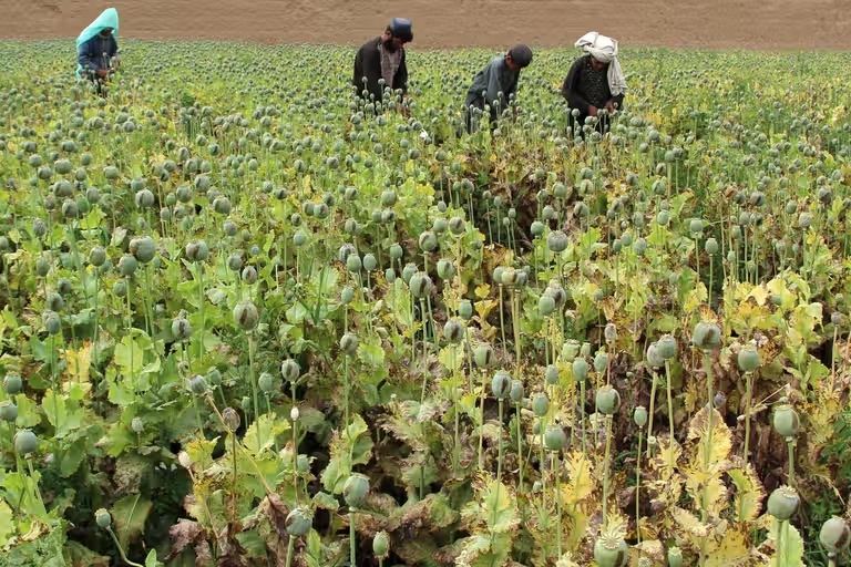 امسال در بیش از '۲۶ هزار هکتار زمین' در افغانستان کوکنار کشت شده است
