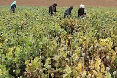 Poppy Cultivation Detected On 26,000 Hectares In Afghanistan In 2026, Says Taliban