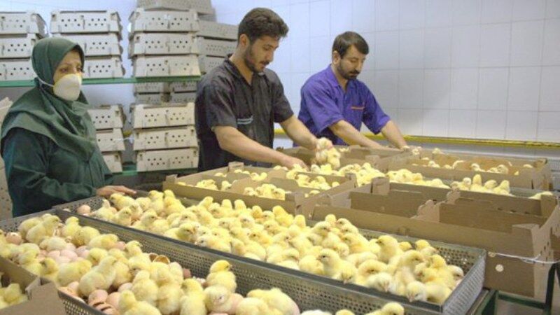 د دوغارون له لارې؛ افغانستان ته د ایران د چرګوړو صادرات یو وار بیا پیل شول