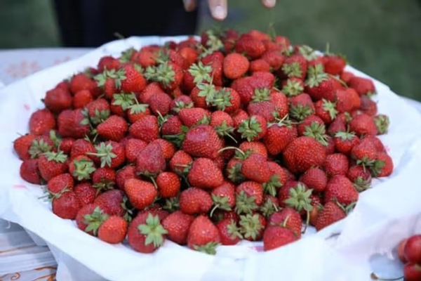 د اټکل له مخې؛ سږکال به په ننګرهار کې ۶۷۰ مټریک ټنه د ځمکنیو توتانو حاصلات ترلاسه شي