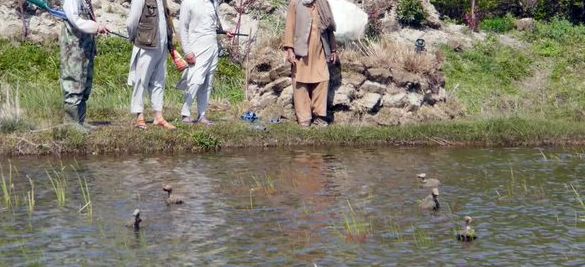 طالبانو په کندهار کې ۳۳ تنه د ژویو او مرغانو د ښکار په تور نیولي