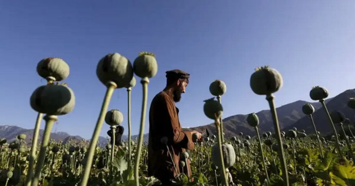 Chart: Afghanistan Poppy Cultivations Down 95 Percent in 2023