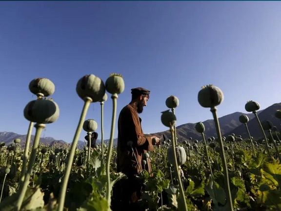Taliban’s Ban on Opium Cultivation Costs Afghan Farmers Over $1 Billion, Says UN