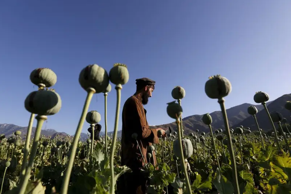 Taliban’s Ban on Opium Cultivation Costs Afghan Farmers Over $1 Billion, Says UN