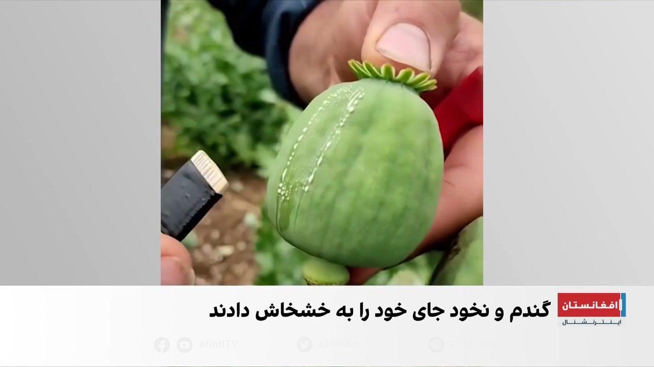 افزایش بی‌سابقه کشت خشخاش در ایران