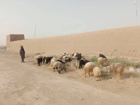 تېرو درې میاشتو کې؛ طالبان وایي په کندهار کې تر ۵زره د ډېرو پسونو د قاچاق مخه نیول شوې