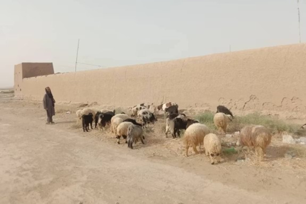 تېرو درې میاشتو کې؛ طالبان وایي په کندهار کې تر ۵زره د ډېرو پسونو د قاچاق مخه نیول شوې