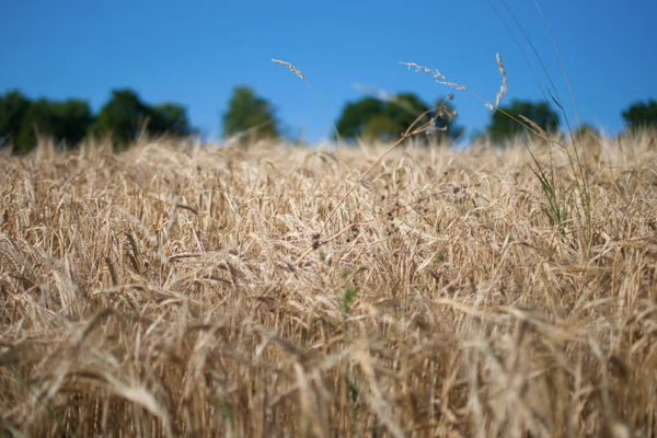 شبكة الإنذار من المجاعة: بدأ موسم الأمطار في أفغانستان مع نقصٍ في الهطول