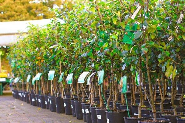 اولین محموله نهال‌های اصلاح‌شده از ایران به افغانستان صادر می‌شود