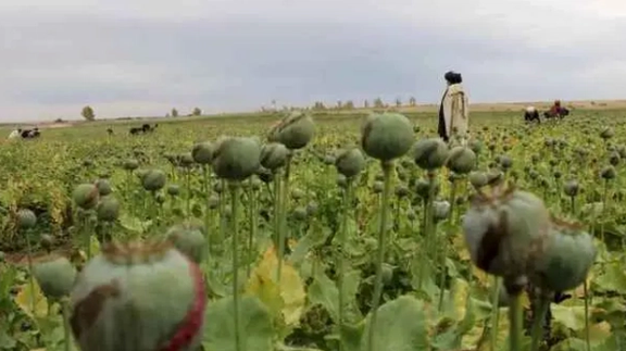 Poppy Cultivation in Afghanistan Rises by 19% Despite Taliban Ban, UNODC Report Reveals