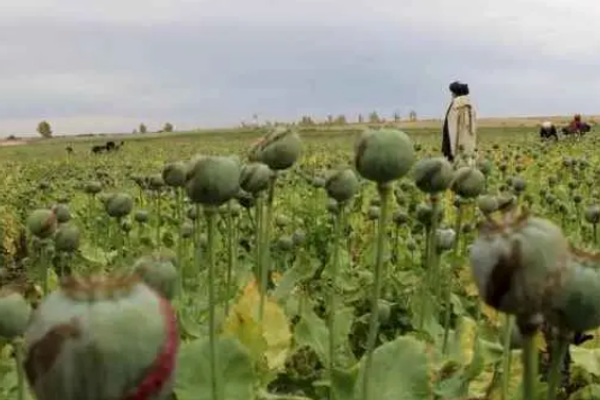Poppy Cultivation in Afghanistan Rises by 19% Despite Taliban Ban, UNODC Report Reveals