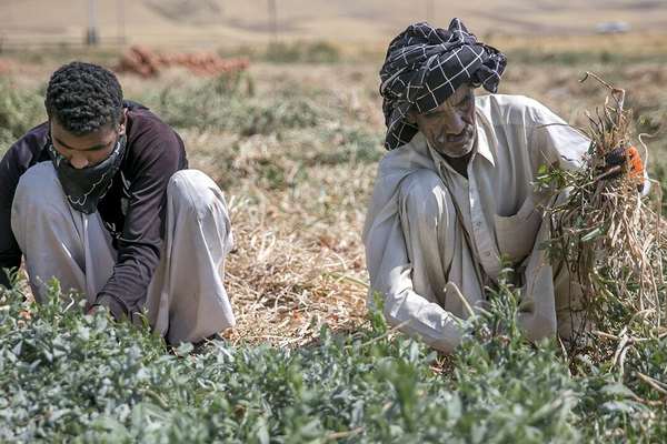 مقام ایرانی: کشاورزان افغان آبهای زیرزمینی را به کشورهای خارجی انتقال میدهند
