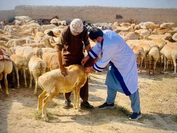 الأمم المتحدة: نحو 70% من سكان المناطق الريفية في أفغانستان يعتمدون على المواشي