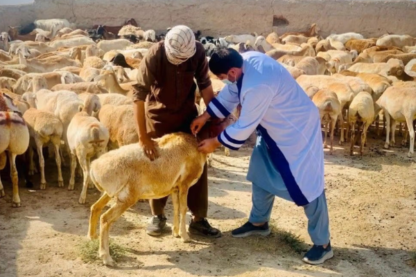 الأمم المتحدة: نحو 70% من سكان المناطق الريفية في أفغانستان يعتمدون على المواشي