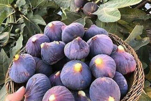 سږکال په افغانستان کې د انځرو حاصلات ۳۵ سلنه زیات شوي دي