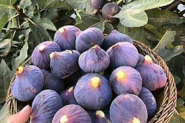 سږکال په افغانستان کې د انځرو حاصلات ۳۵ سلنه زیات شوي دي