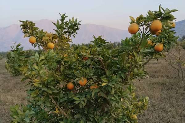 په ننګرهار ولایت کې سږکال د مالټو ۸ زره ټنه حاصلاتو اټکل شوی