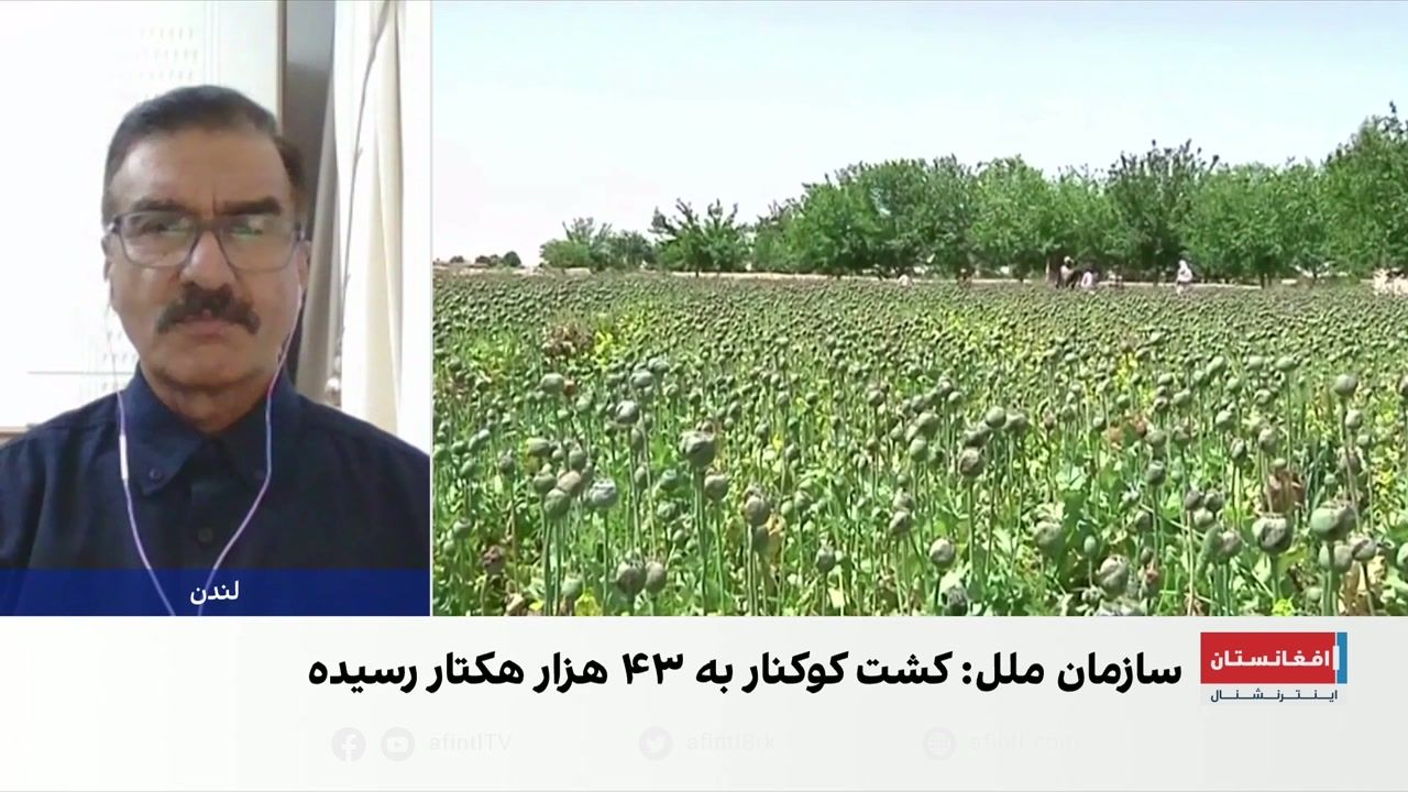 معین پیشین وزارت مبارزه با مواد مخدر: کشت تریاک در افغانستان رو به گسترش است