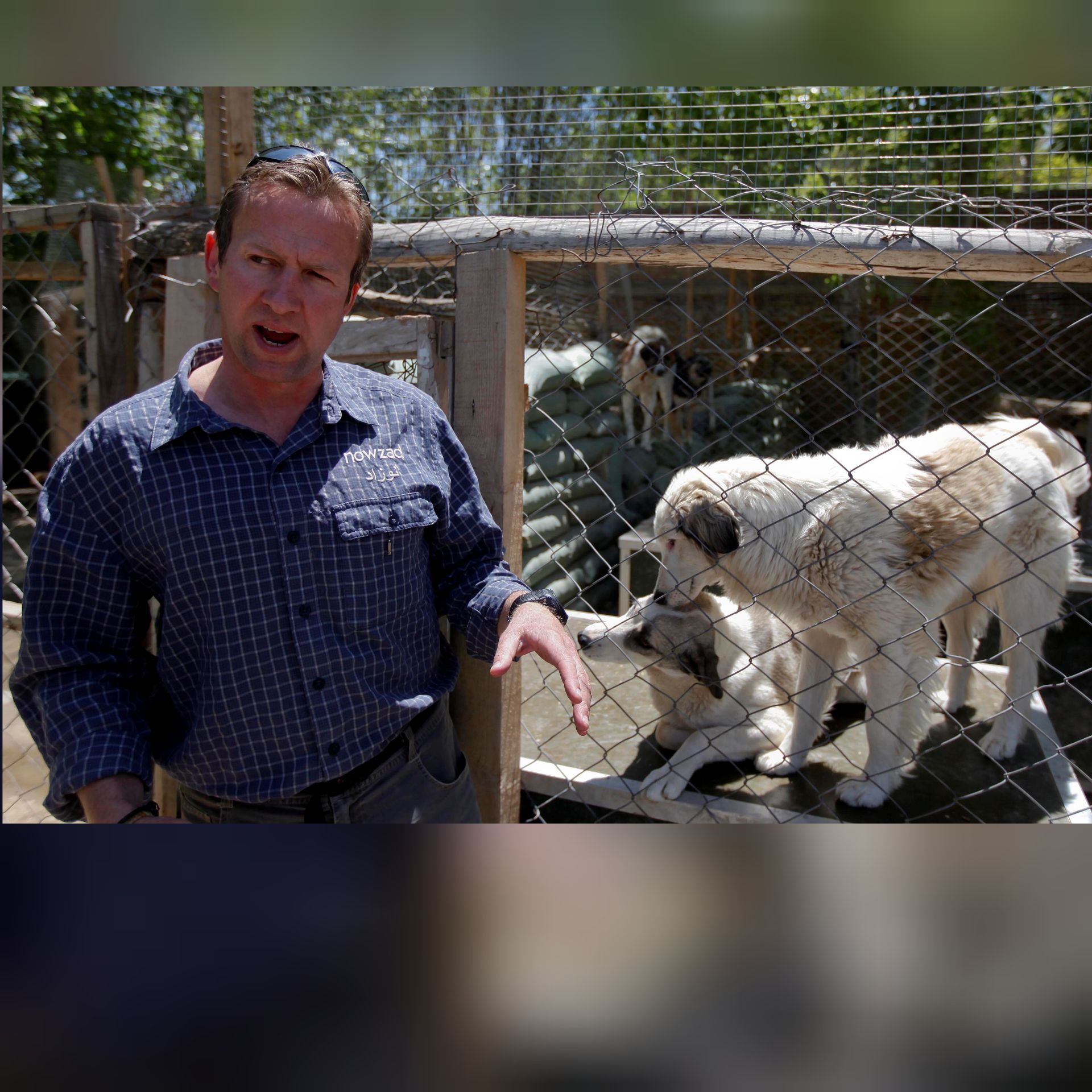 پاسخ نخست‌وزیر بریتانیا به یک افشاگری: در تخلیه میدان هوایی کابل به حیوانات اولویت ندادیم