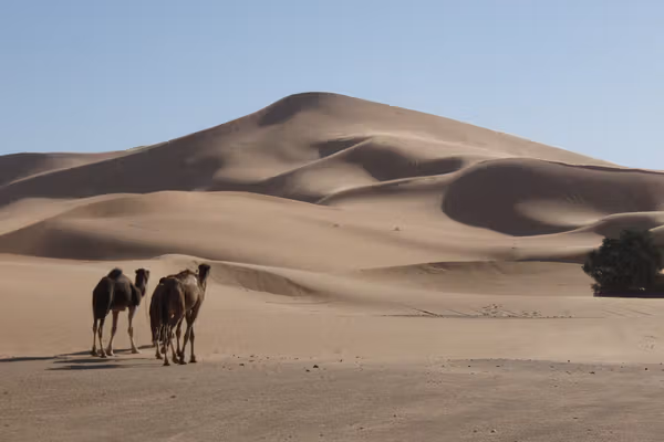 دستکم ۵۰ نفر در صحرای آفریقا از تشنگی جان باختند