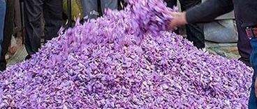 اتحادیه صادرکنندگان زعفران ایران: عمده زعفران ایران به افغانستان قاچاق میشود
