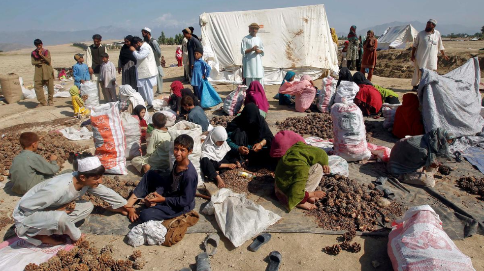 وزارت خارجه چین: افغانستان در ۴ ماه هزار و ۱۷۰ تن جلغوزه به چین صادر کرده است