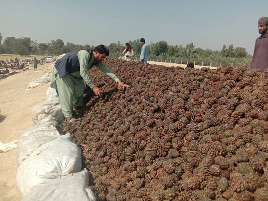 ځايي سرچینې: طالبانو په ننګرهار کې مېرمنې د جلغوزو د پروسس په کارخانه کې له کاره منع کړې