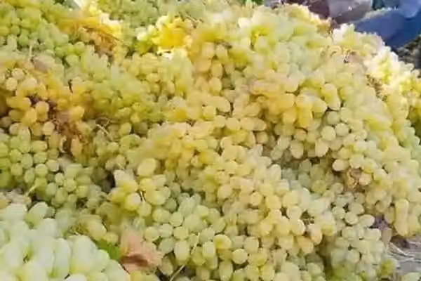 طالبان وایي غزني کې سږ کال د انګورو حاصلات ۵۰۰ زره مټریک ټنو ته رسېږي