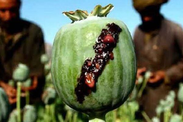 د طالبانو دویم مقاومت او د نشهيي توکو د کاروبار پراختیا