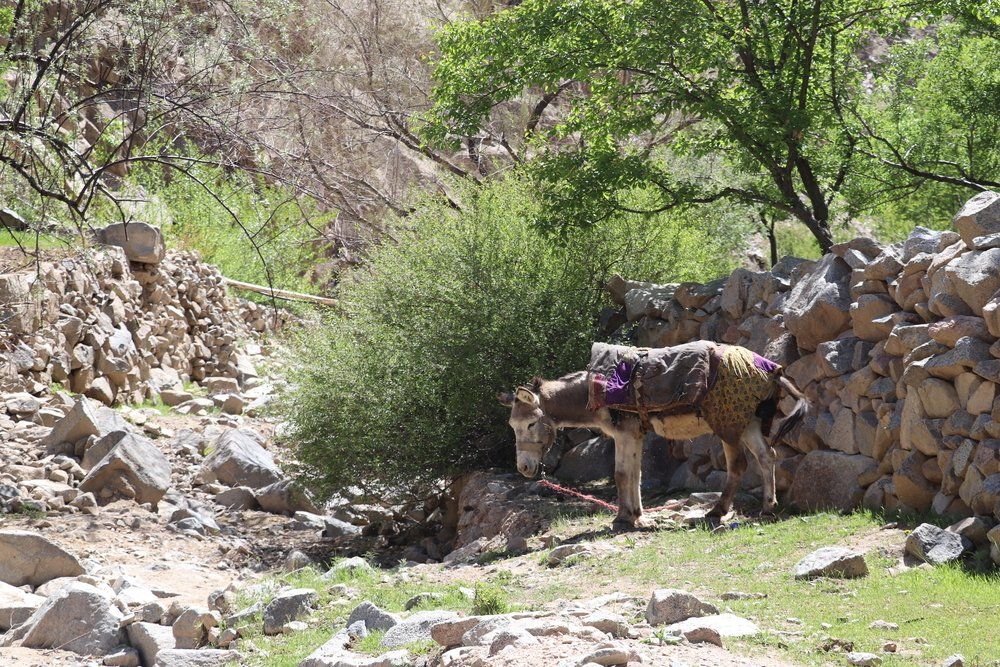 په بامیان کې یوې امیندوارې مېرمنې پر خره تر روغتون پورې څلور ساعته مزل کړی 