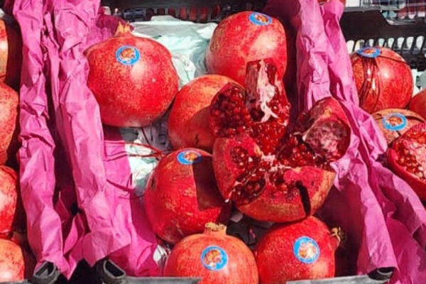 قندهار تصدر حصاد الرمان باتجاه قطر والإمارات العربية المتحدة