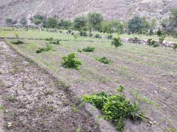 افراد ناشناس بیش از صد درخت مالته را در کنر قطع کردند