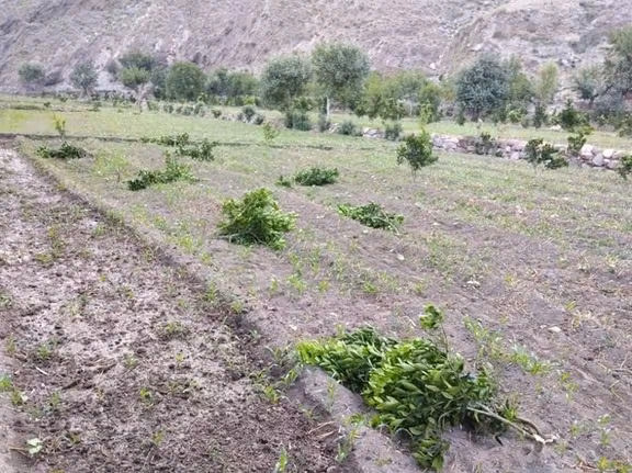 افراد ناشناس بیش از صد درخت مالته را در کنر قطع کردند