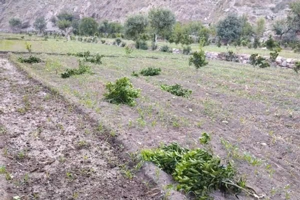 افراد ناشناس بیش از صد درخت مالته را در کنر قطع کردند