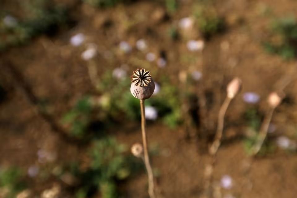 ملل متحد: میانمار با پیشی گرفتن از افغانستان، بزرگترین منبع تریاک در جهان شده است