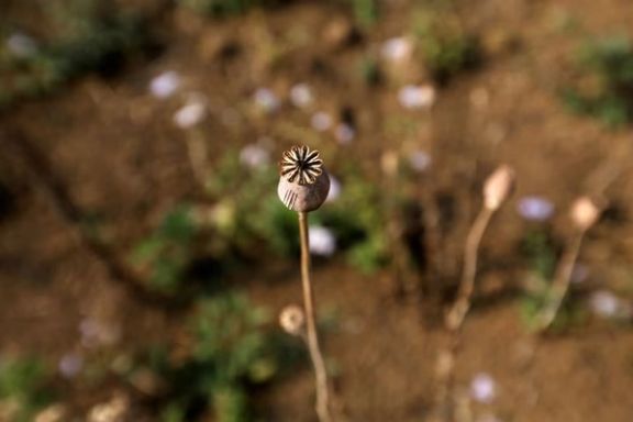ملل متحد: میانمار با پیشی گرفتن از افغانستان، بزرگترین منبع تریاک در جهان شده است