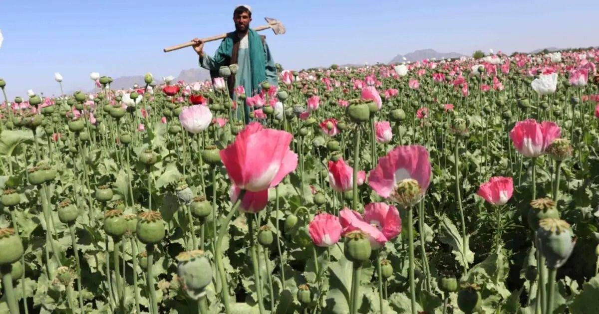 د طالبانو د کندهار امنیه قومانداني وايي چې د نشه يي توکو پر ضد یې ۱۵۷ عملیات کړي 