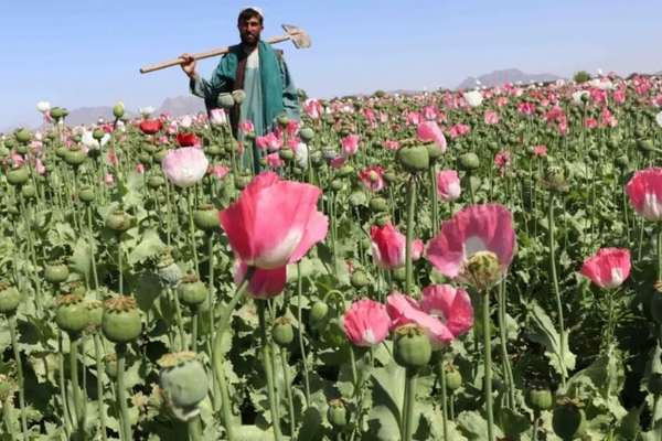 د طالبانو د کندهار امنیه قومانداني وايي چې د نشه يي توکو پر ضد یې ۱۵۷ عملیات کړي