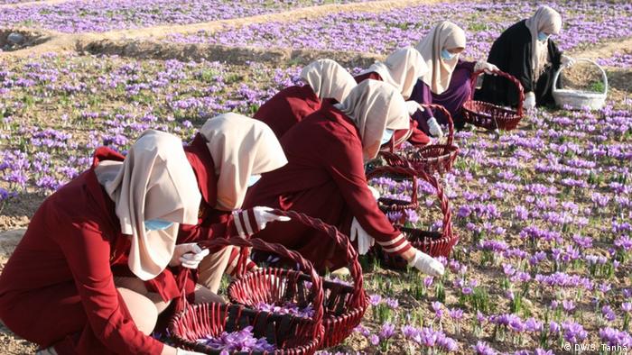 از زمان قدرت‌گیری طالبان، نزدیک به  دو هزار شرکت تجاری در افغانستان تعطیل شده‌اند