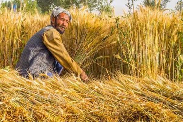 د قحطۍ د خبرداري شبکه: اټکل شوي بارانونه به د غنمو د ښه حاصل زمینه برابره کړي