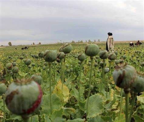 طالبان: د نشه یي توکو په تړاو څه باندې ۲۳ زره کسان نیول شوي او زر کارخونې له منځه وړل شوي