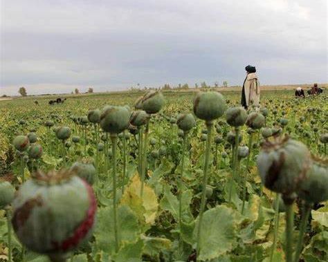 طالبان: د نشه یي توکو په تړاو څه باندې ۲۳ زره کسان نیول شوي او زر کارخونې له منځه وړل شوي