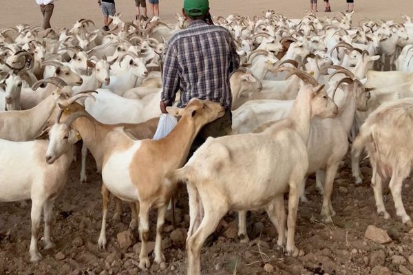 ترکیه برای «۲۰ هزار افغان» در بخش دامداری ویزای کاری صادر کرده است