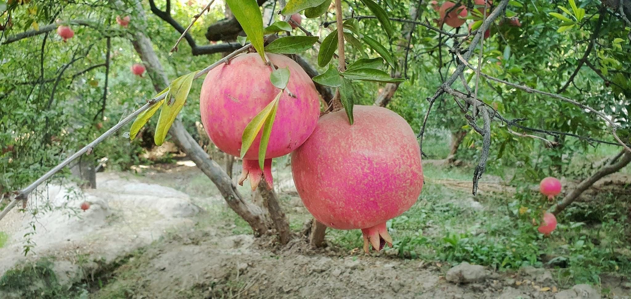 د کندهار سوداګرۍ او پانګونې خونه وایي څه باندې۳۳ زره ټنه انار بهرنیو هیوادونو ته صادر شوي