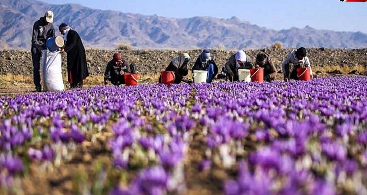 مقام ایرانی: صادرات زعفران ایران به افغانستان سه برابر افزایش یافته است