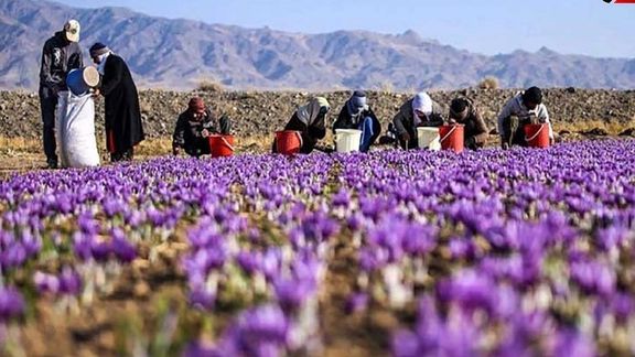 ایراني چارواکي: افغانستان ته د ایران د زعفرانو صادرات درې برابره زیات شوي دي