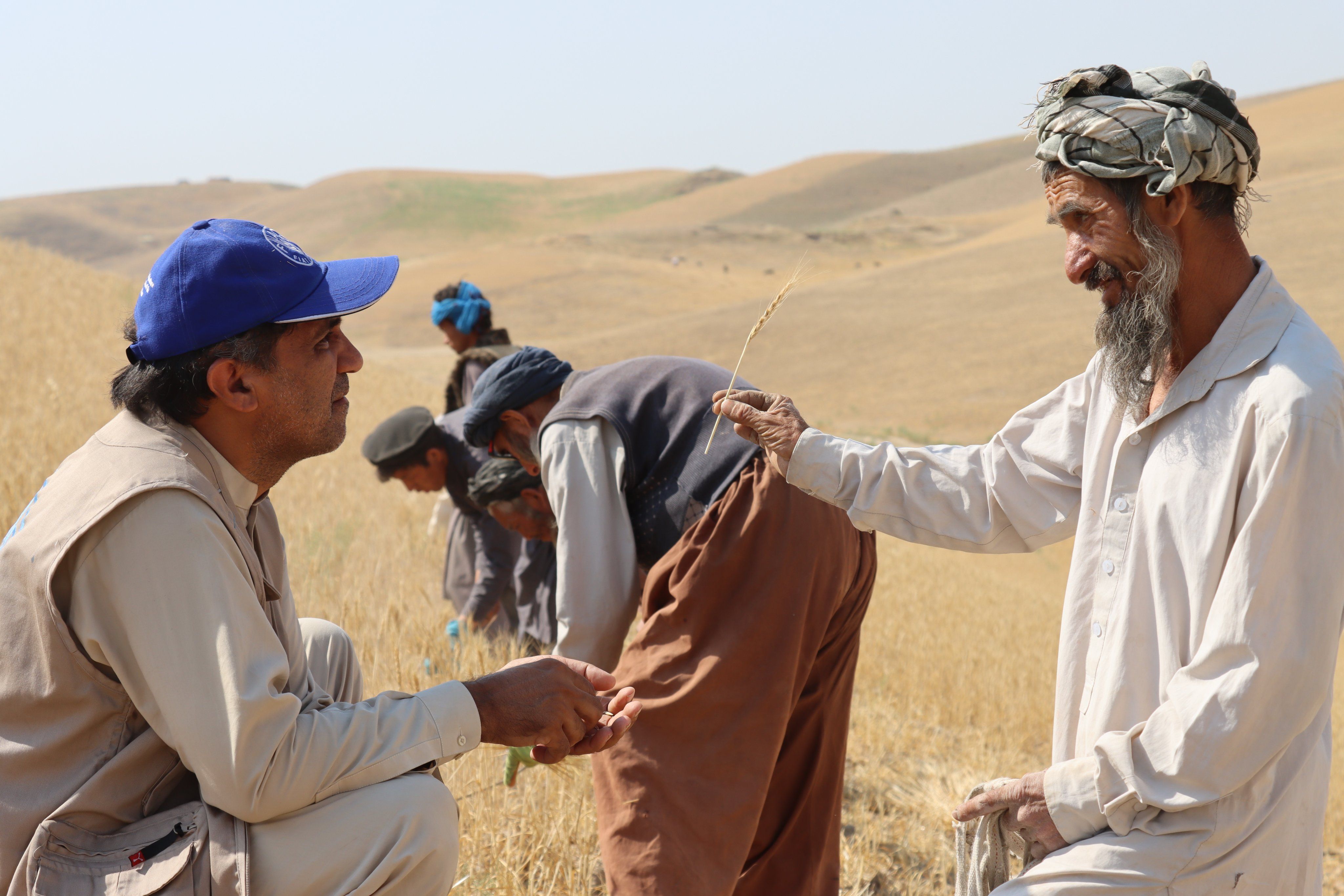 خشک‌سالی در افغانستان در حال نابود کردن محصولات کشاورزی و معیشت روستایی است